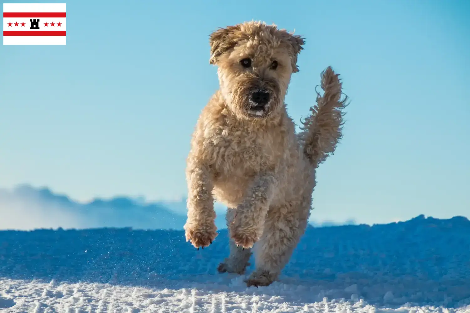 Irish Soft Coated Wheaten Terrier Welpen und Züchter Drenthe Hier findest Du Irish Soft Coated Wheaten Terrier Züchter in Drenthe.