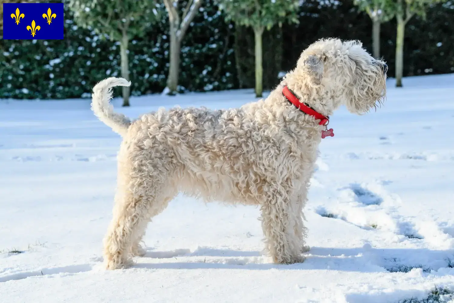 Irish Soft Coated Wheaten Terrier Welpen und Züchter Île-de-France Hier findest Du Irish Soft Coated Wheaten Terrier Züchter in Île-de-France.