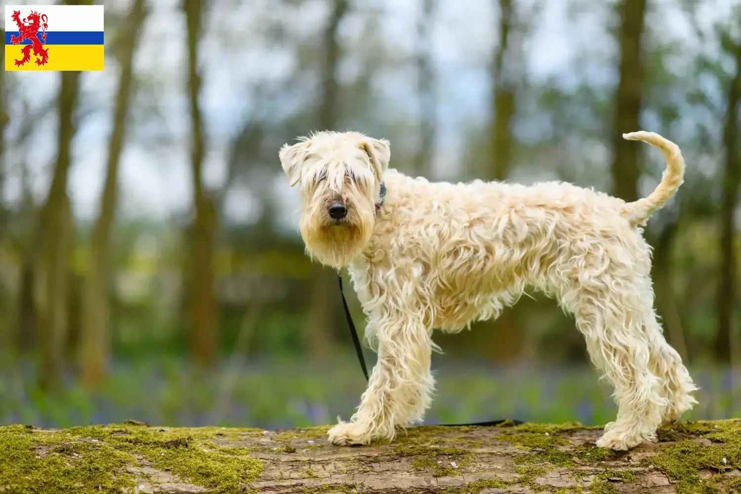 Irish Soft Coated Wheaten Terrier Welpen und Züchter Limburg Hier findest Du Irish Soft Coated Wheaten Terrier Züchter in Limburg.
