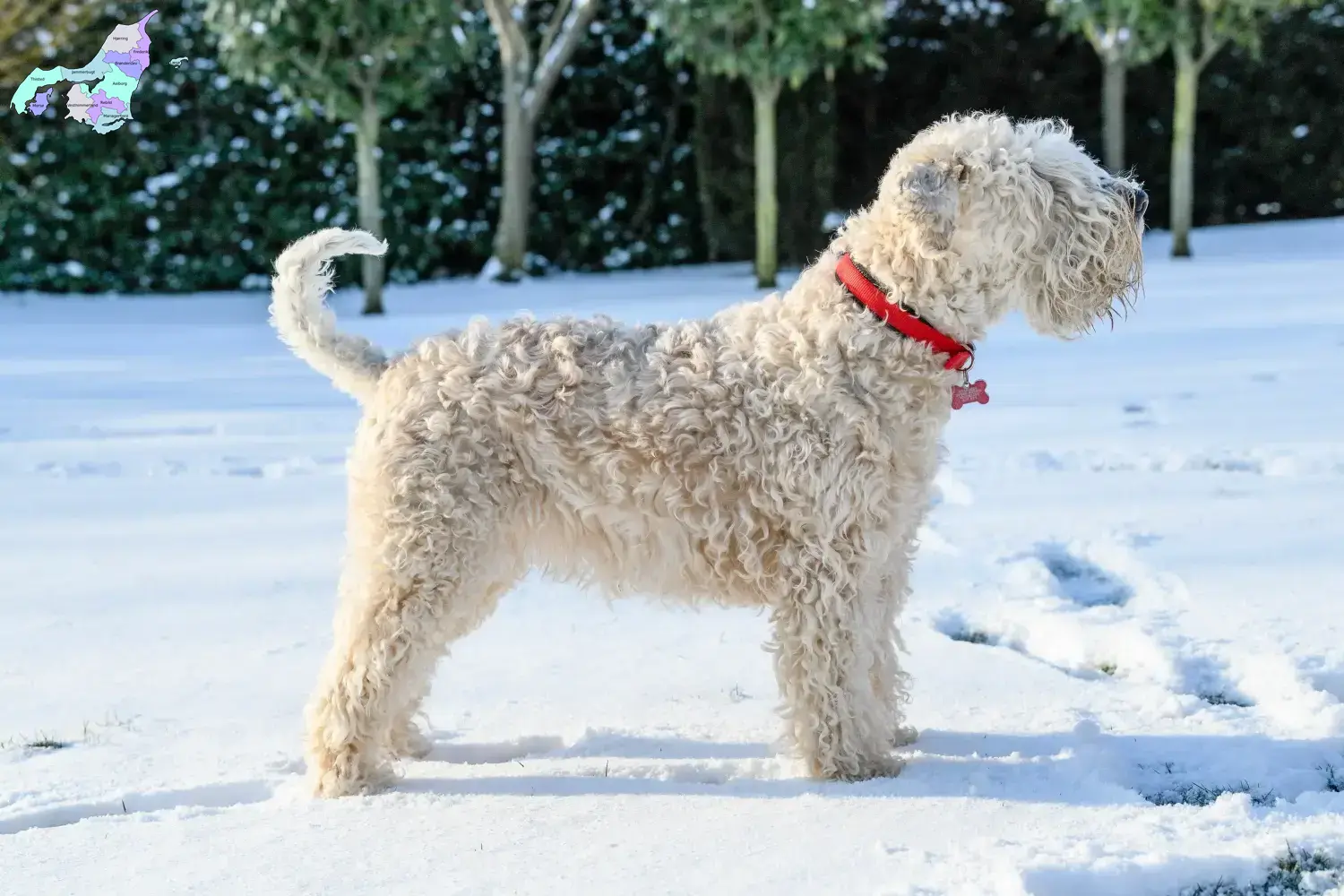 Irish Soft Coated Wheaten Terrier Welpen und Züchter Nordjylland Hier findest Du Irish Soft Coated Wheaten Terrier Züchter in Nordjylland.