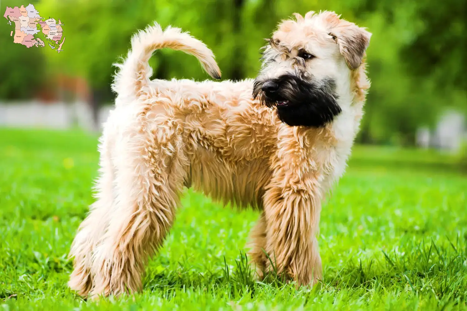 Irish Soft Coated Wheaten Terrier Welpen und Züchter Syddanmark Hier findest Du Irish Soft Coated Wheaten Terrier Züchter in Syddanmark.