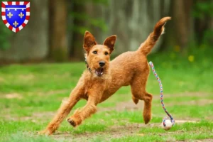 Mehr über den Artikel erfahren Irish Terrier Züchter und Welpen in Centre-Val de Loire