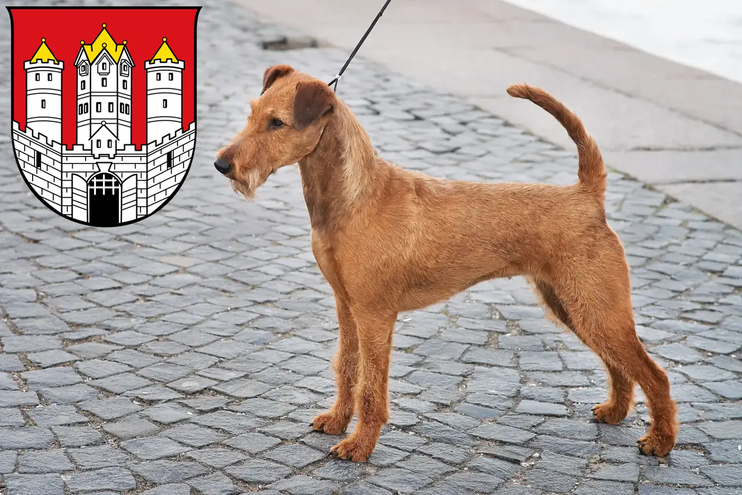 Irish Terrier Welpen und Züchter Salzburg Hier findest Du Irish Terrier Züchter in Salzburg.