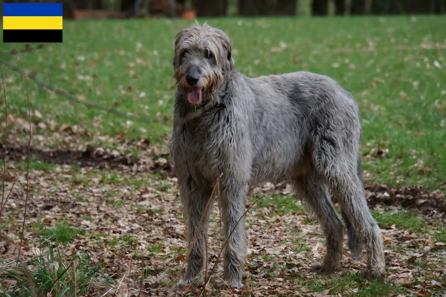 Irish Wolfhound Welpen und Züchter Gelderland Hier findest Du Irish Wolfhounds Züchter in Gelderland.