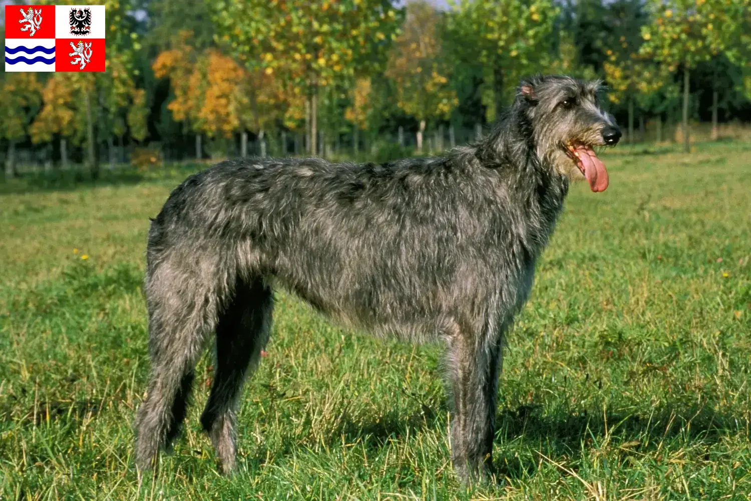 Irish Wolfhound Welpen und Züchter Mittelböhmen Hier findest Du Irish Wolfhounds Züchter in Mittelböhmen.