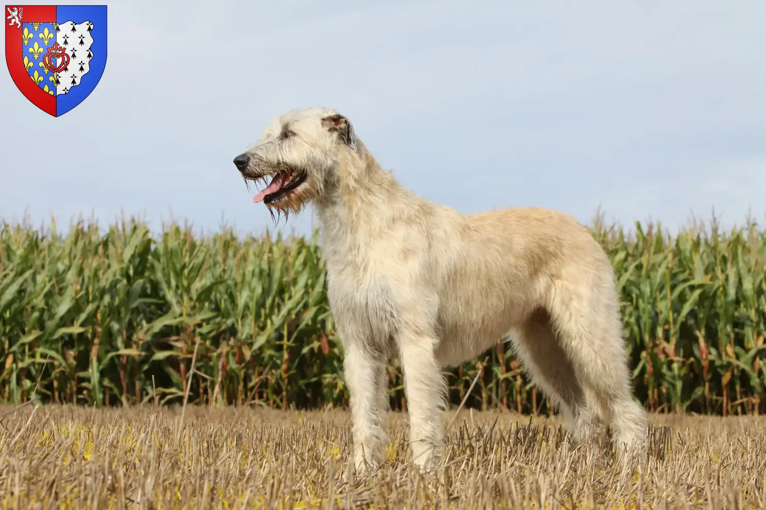 Irish Wolfhound Welpen und Züchter Pays de la Loire Hier findest Du Irish Wolfhounds Züchter in Pays de la Loire.