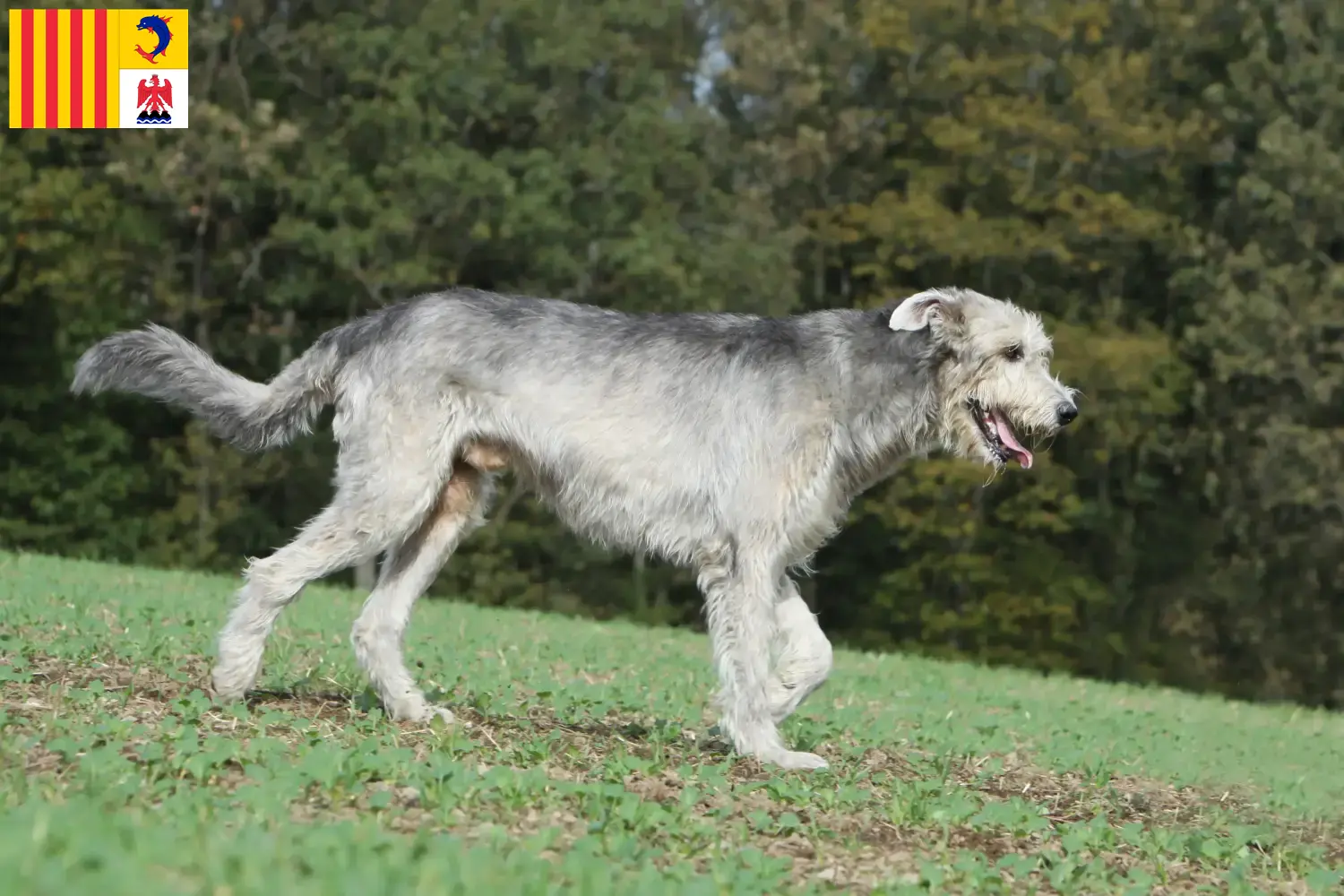 Irish Wolfhound Welpen und Züchter Provence-Alpes-Côte d’Azur Hier findest Du Irish Wolfhounds Züchter in der Provence-Alpes-Côte d’Azur.