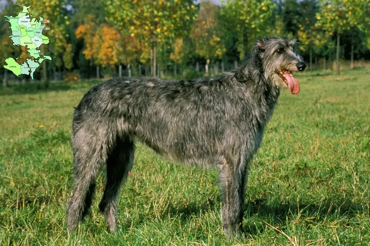Irish Wolfhound Welpen und Züchter Sjælland Hier findest Du Irish Wolfhounds Züchter in Sjælland.