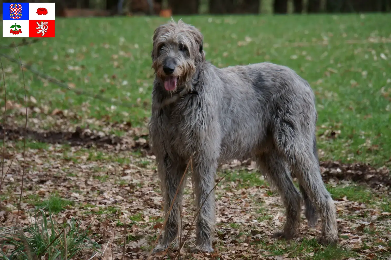 Irish Wolfhound Welpen und Züchter Vysočina Hier findest Du Irish Wolfhounds Züchter in Vysočina.