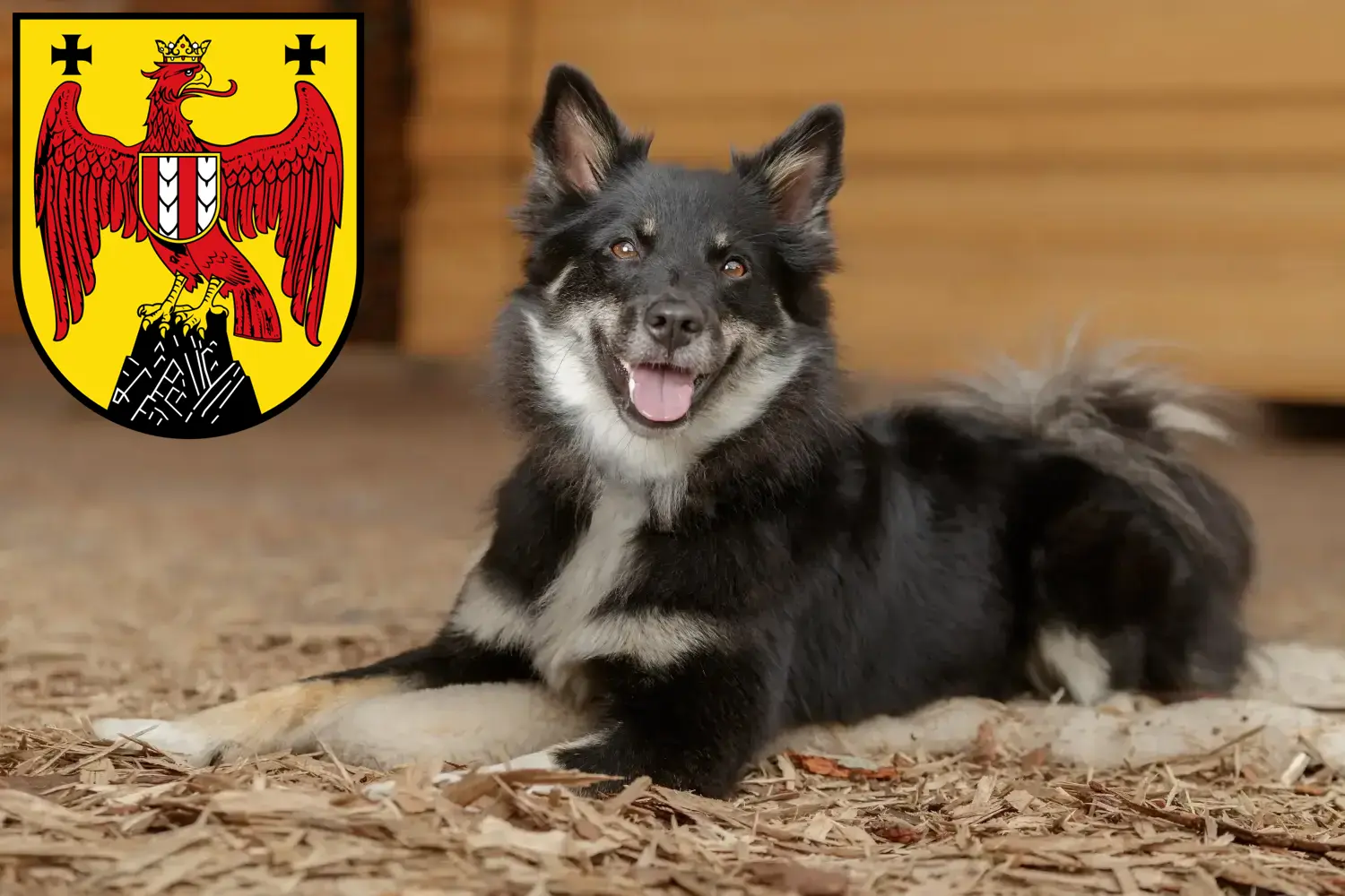 Islandhund Welpen und Züchter Burgenland Hier findest Du Islandhunde Züchter im Burgenland.