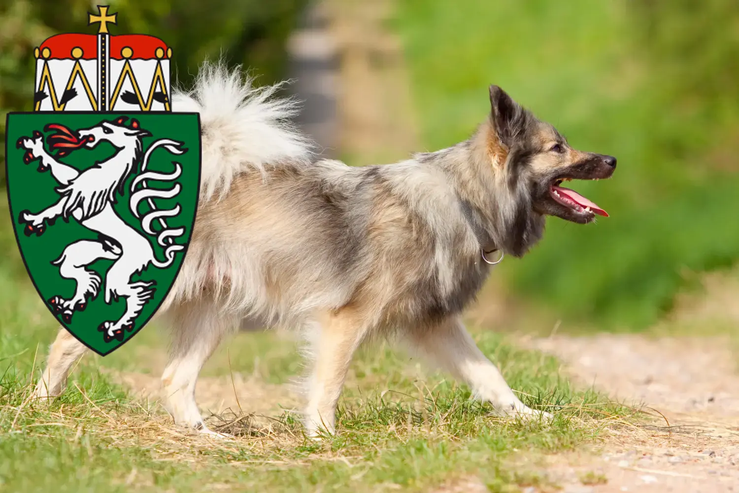 Islandhund Welpen und Züchter Steiermark Hier findest Du Islandhunde Züchter in der Steiermark.