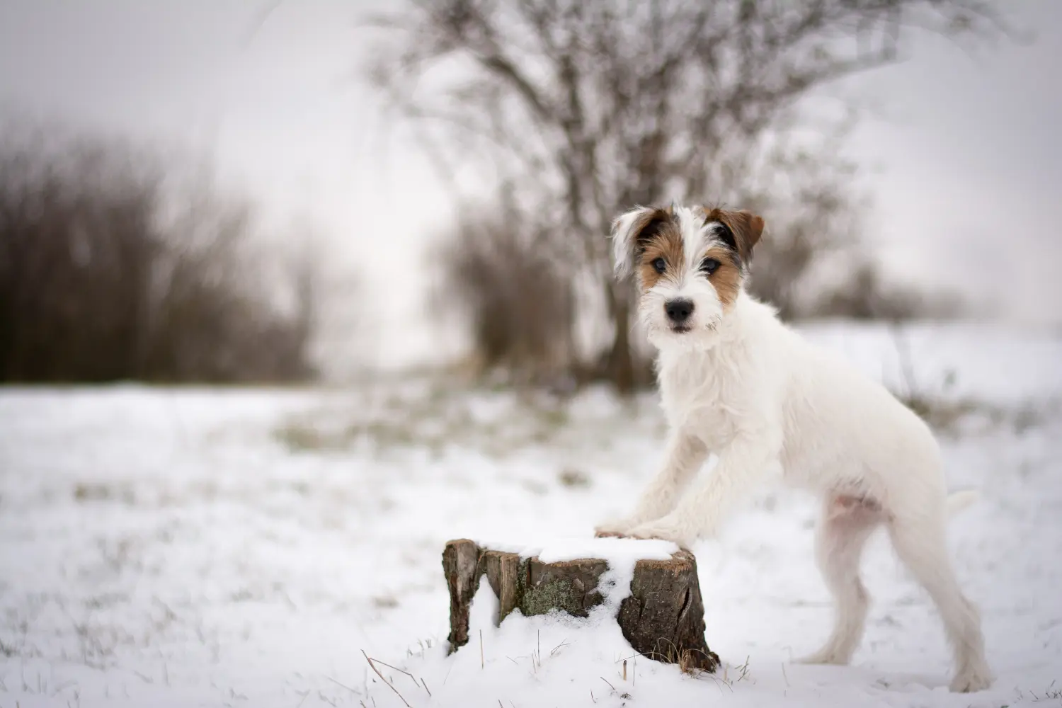 Einen Jack Russell Welpen zu kaufen, bedeutet Verantwortung zu übernehmen! Jack Russell Welpen kaufen.