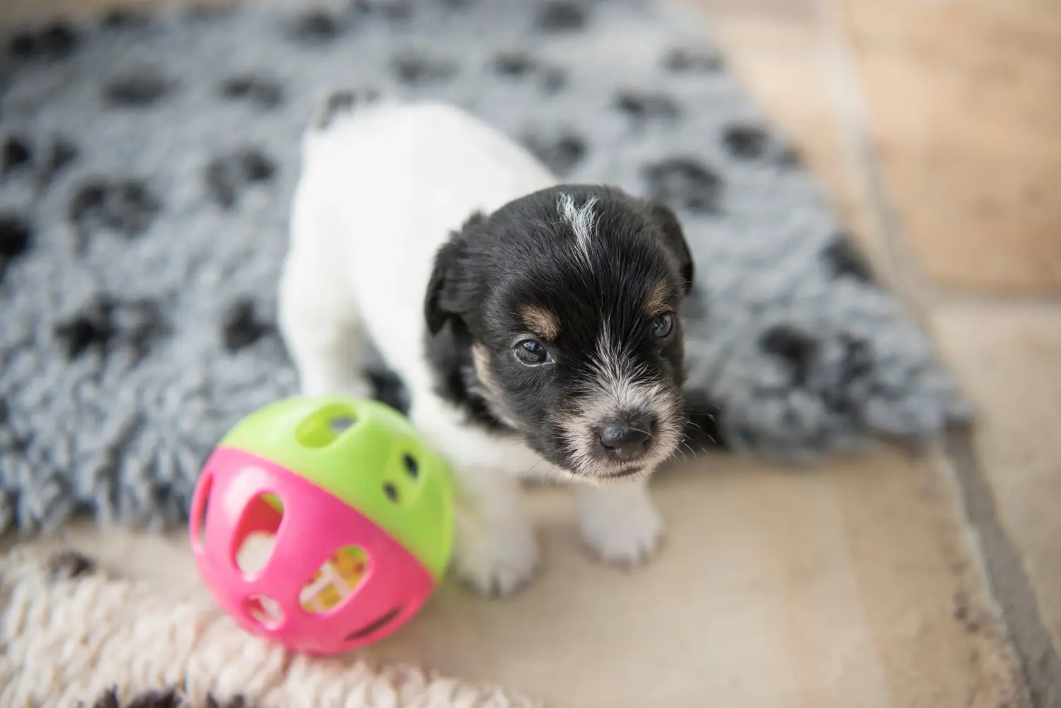 Einen Jack Russell Welpen zu kaufen, bedeutet Verantwortung zu übernehmen! Jack Russell Welpen kaufen.