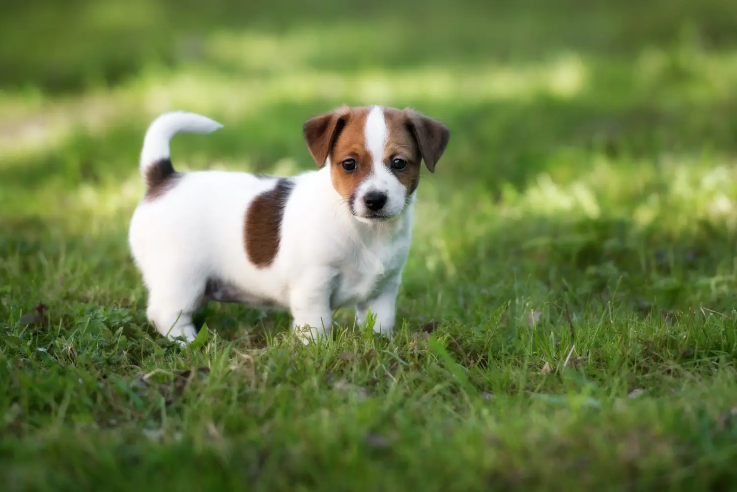 Einen Jack Russell Welpen zu kaufen, bedeutet Verantwortung zu übernehmen! Jack Russell Welpen kaufen.