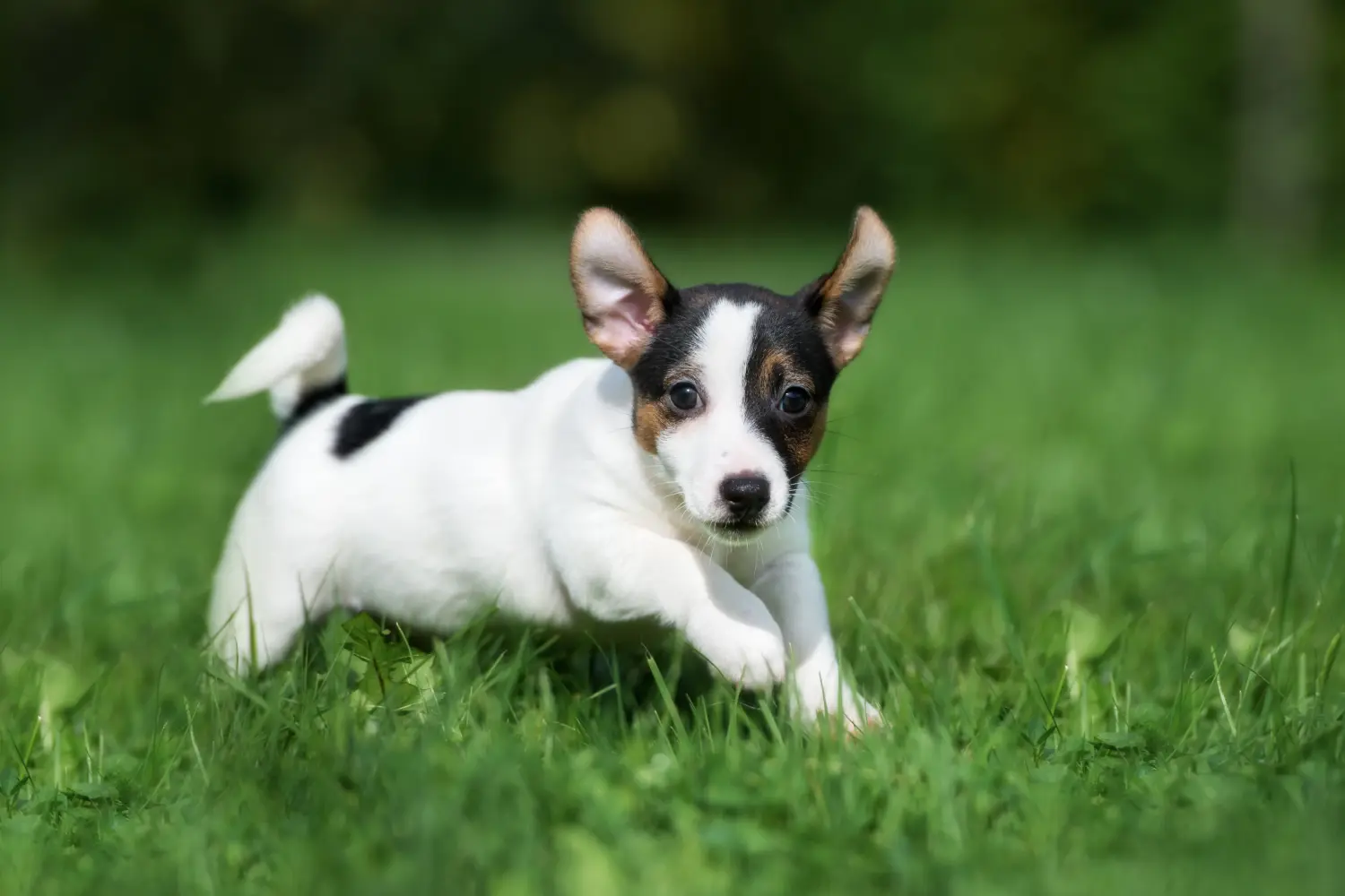 Einen Jack Russell Welpen zu kaufen, bedeutet Verantwortung zu übernehmen! Jack Russell Welpen kaufen.