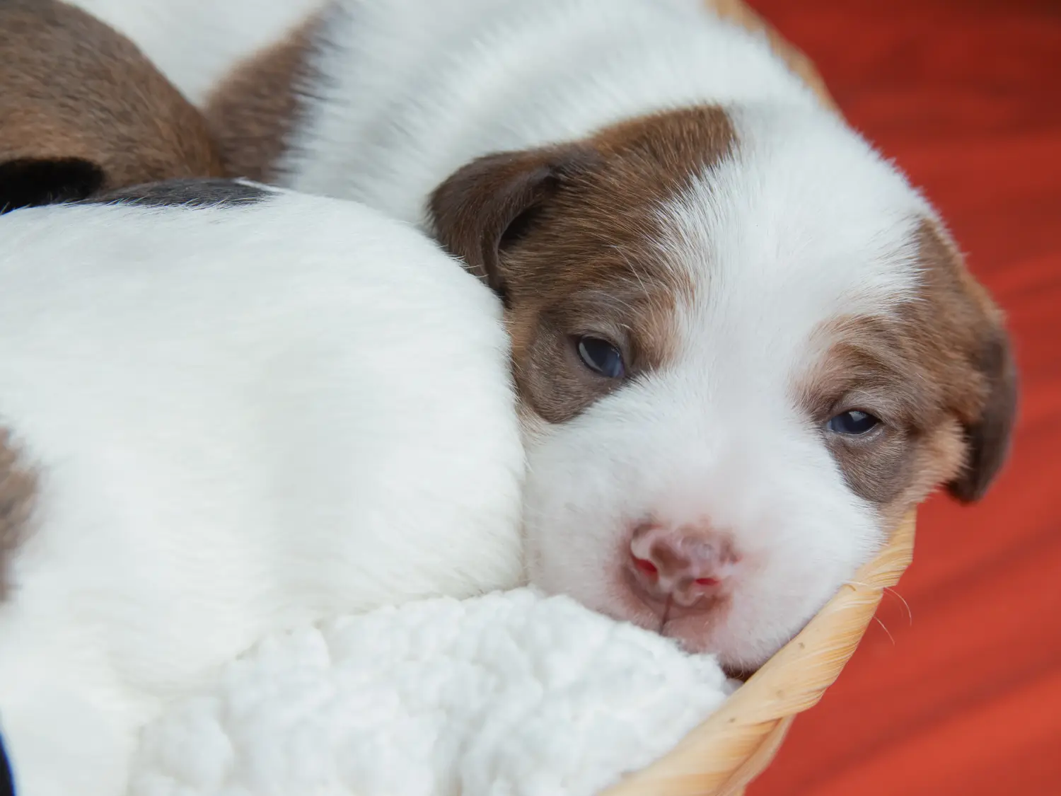 Einen Jack Russell Welpen zu kaufen, bedeutet Verantwortung zu übernehmen! Jack Russell Welpen kaufen.