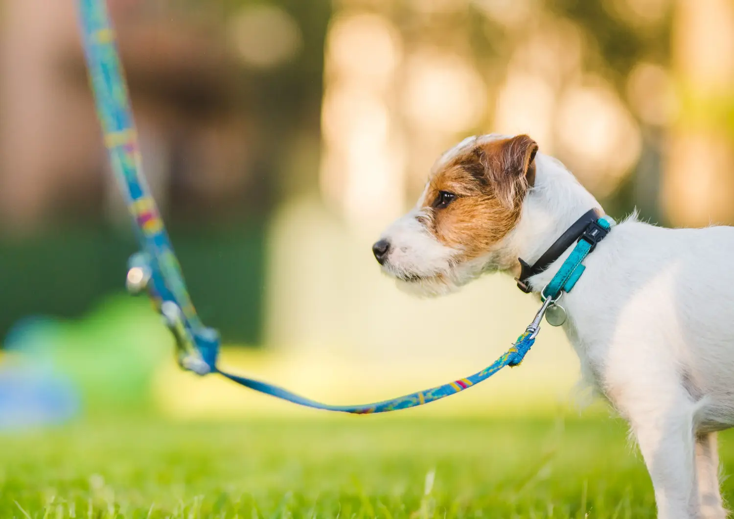 Einen Jack Russell Welpen zu kaufen, bedeutet Verantwortung zu übernehmen! Jack Russell Welpen kaufen.