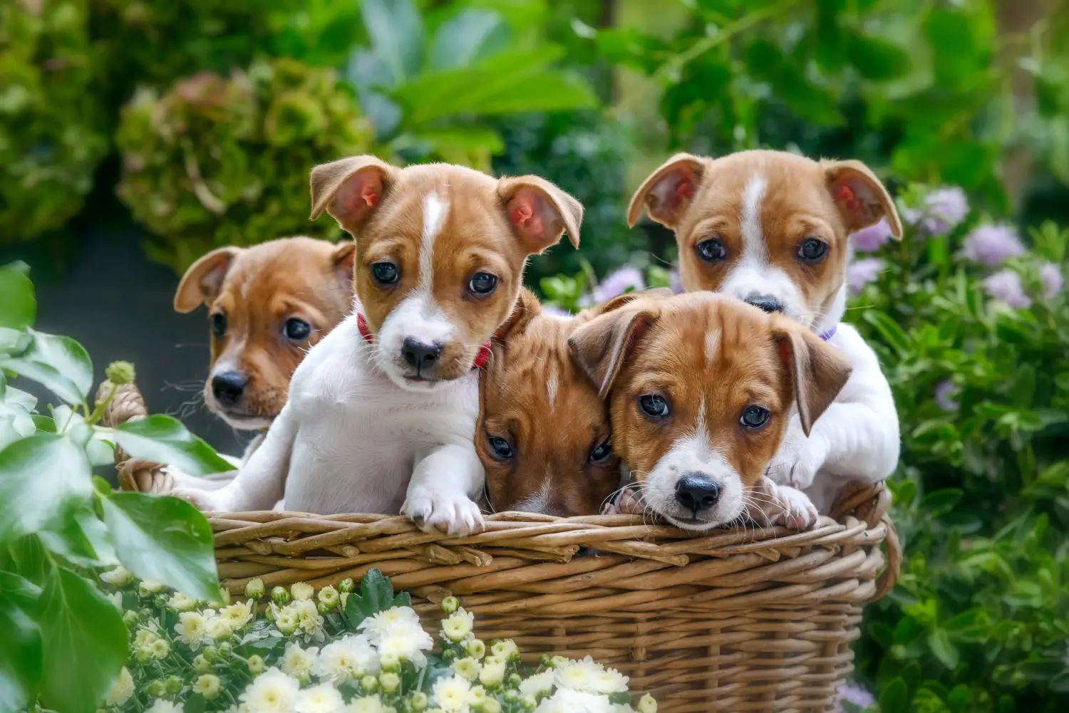 Einen Jack Russell Welpen zu kaufen, bedeutet Verantwortung zu übernehmen! Jack Russell Welpen kaufen.
