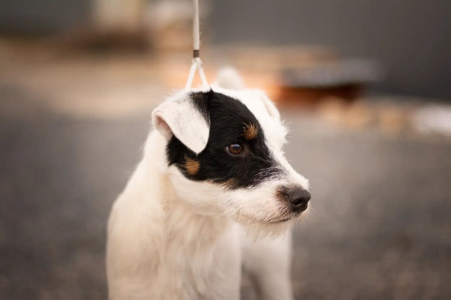 Einen Jack Russell Welpen zu kaufen, bedeutet Verantwortung zu übernehmen! Jack Russell Welpen kaufen.