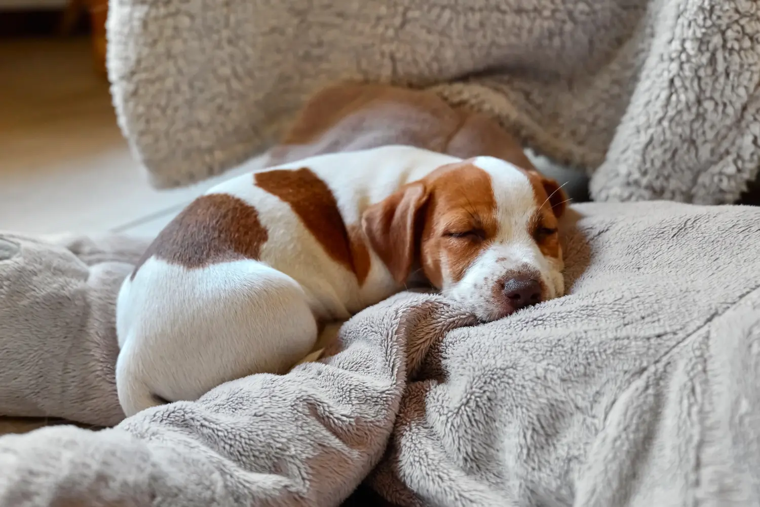 Einen Jack Russell Welpen zu kaufen, bedeutet Verantwortung zu übernehmen! Jack Russell Welpen kaufen.