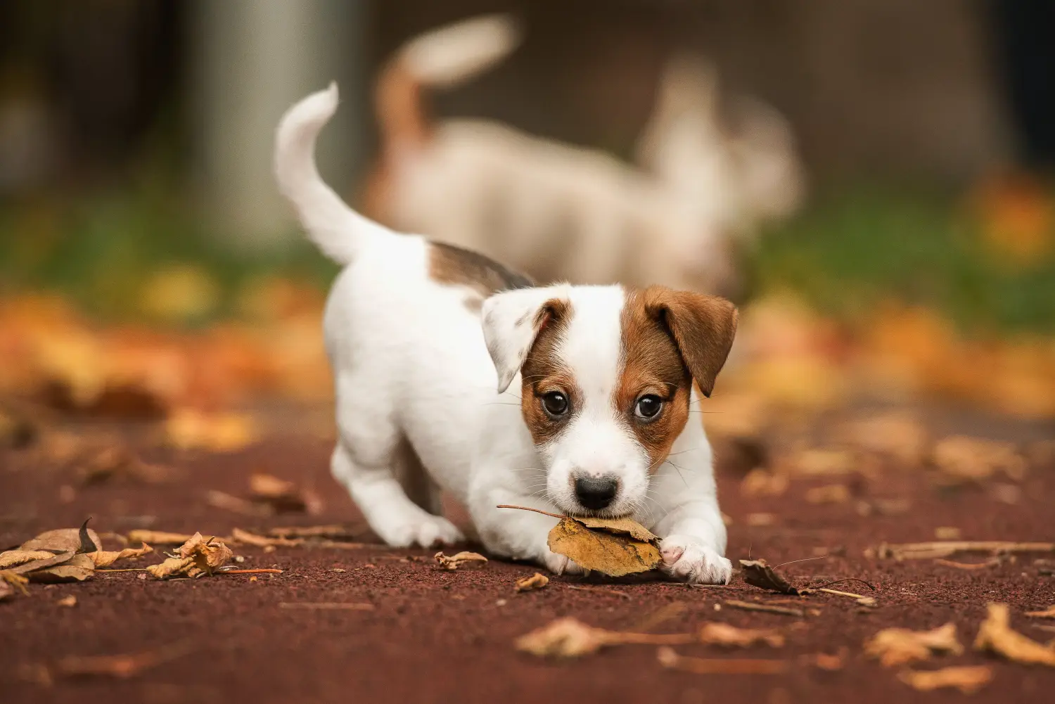 Einen Jack Russell Welpen zu kaufen, bedeutet Verantwortung zu übernehmen! Jack Russell Welpen kaufen.
