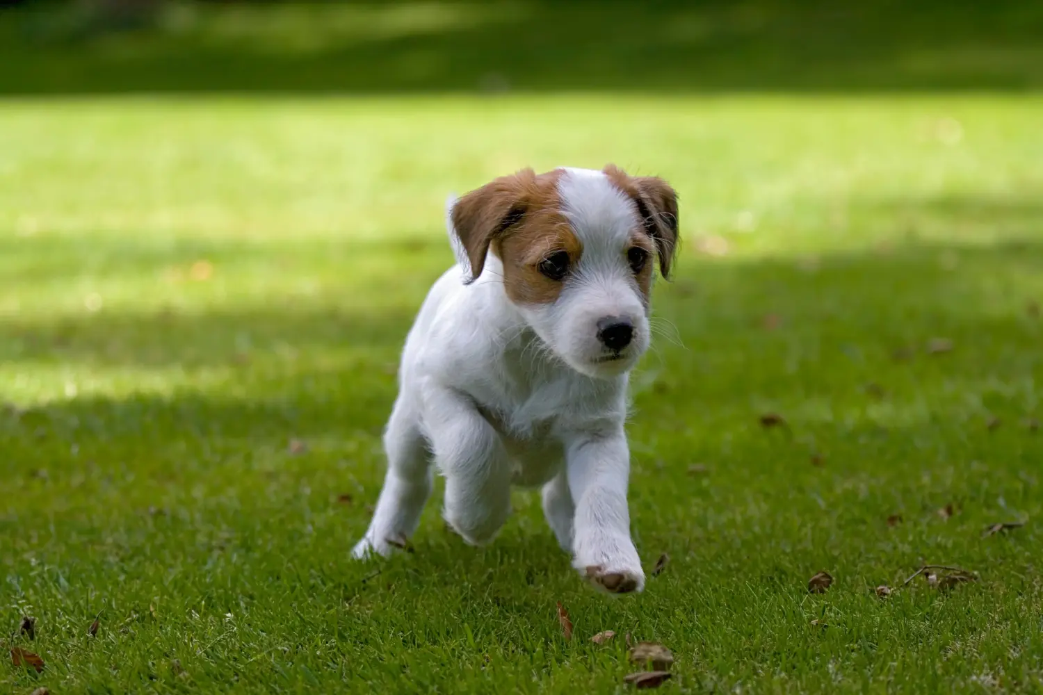 Einen Jack Russell Welpen zu kaufen, bedeutet Verantwortung zu übernehmen! Jack Russell Welpen kaufen.