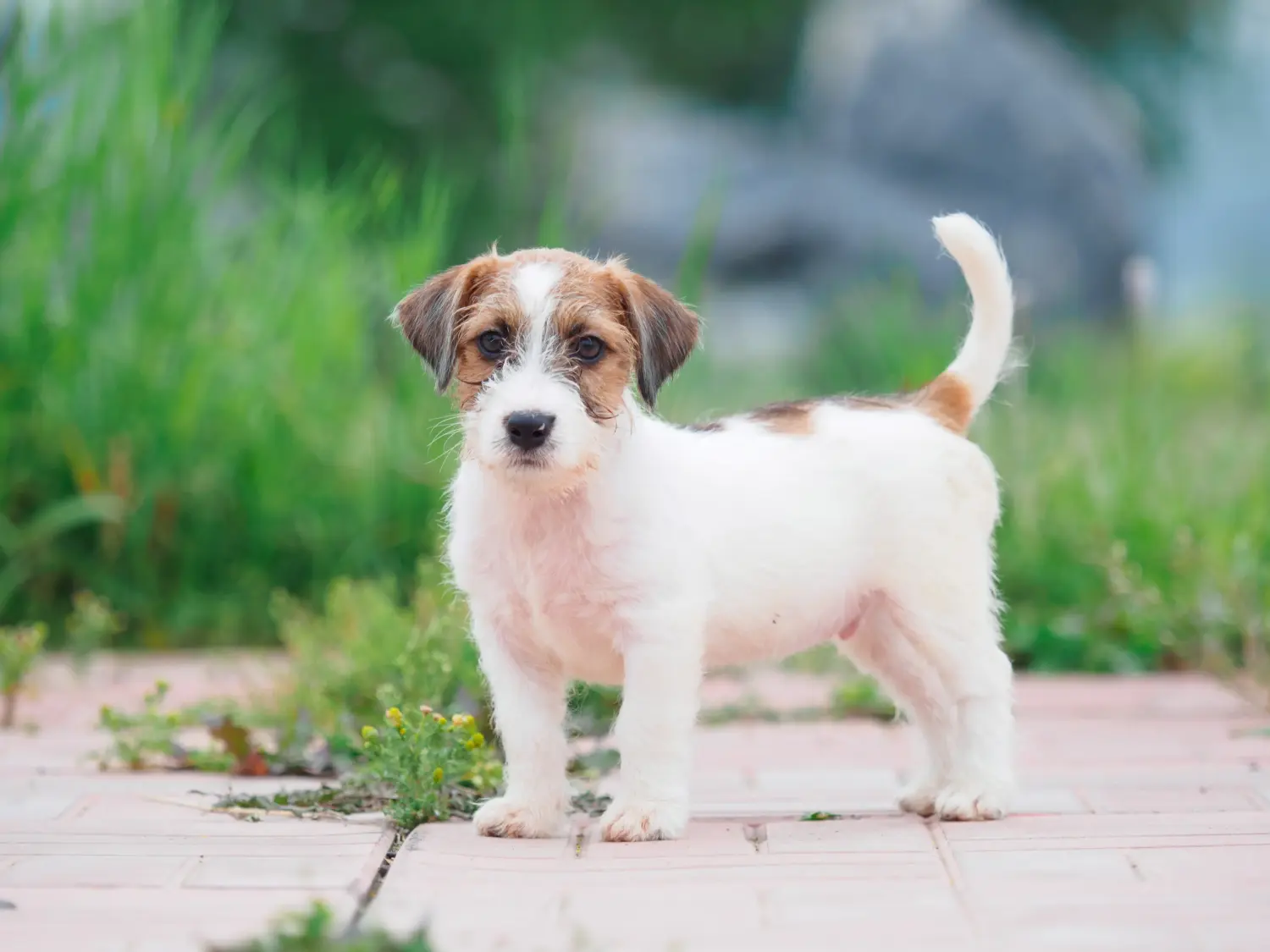 Einen Jack Russell Welpen zu kaufen, bedeutet Verantwortung zu übernehmen! Jack Russell Welpen kaufen.