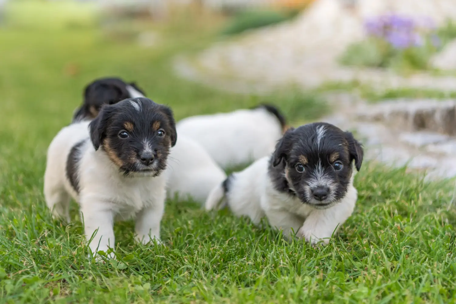 Einen Jack Russell Welpen zu kaufen, bedeutet Verantwortung zu übernehmen! Jack Russell Welpen kaufen.