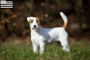 Mehr über den Artikel erfahren Jack Russell Züchter und Welpen in der Bretagne