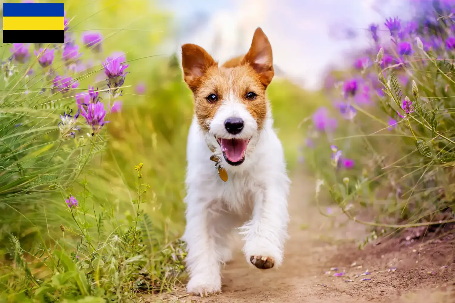 Jack Russell Welpen und Züchter Gelderland Hier findest Du Jack Russell Züchter in Gelderland.