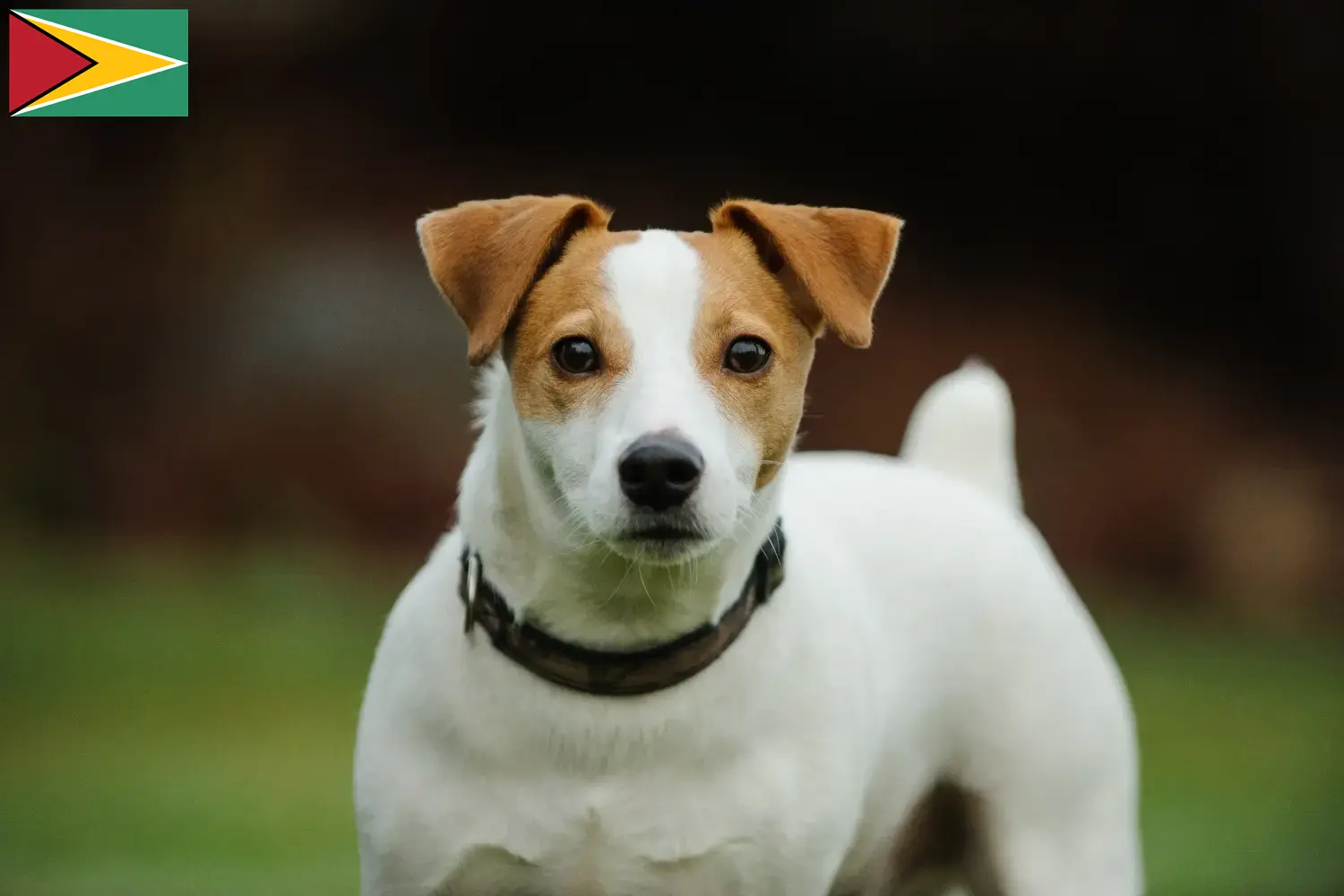 Jack Russell Welpen und Züchter Guyana Hier findest Du Jack Russell Züchter in Guyana.