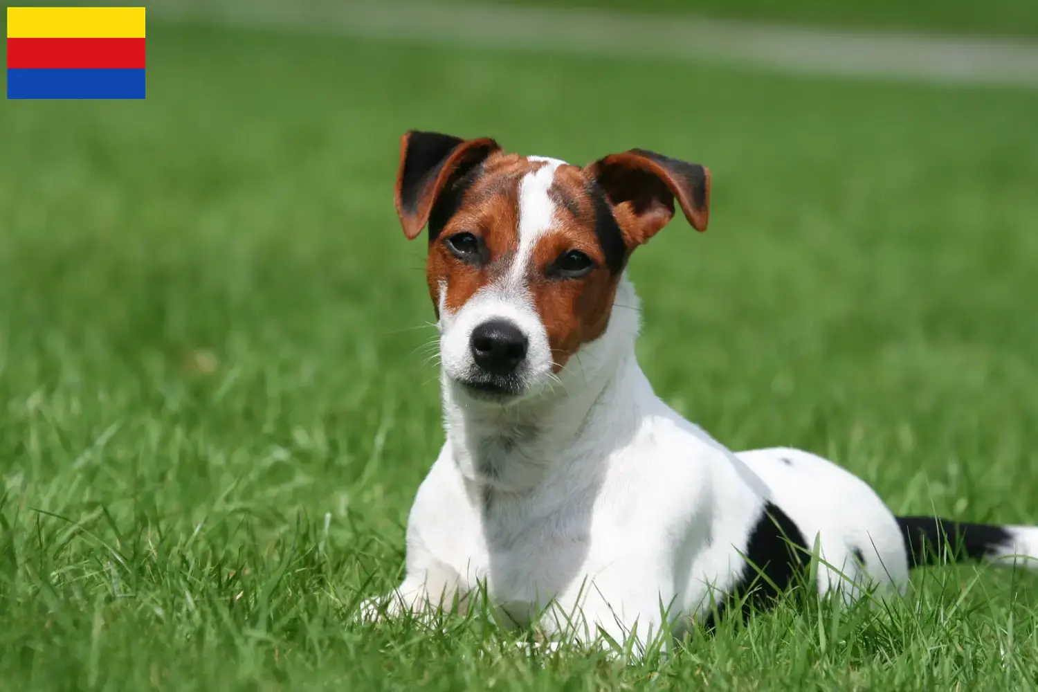 Jack Russell Welpen und Züchter Nordholland Hier findest Du Jack Russell Züchter in Nordholland.