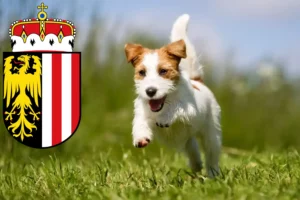 Mehr über den Artikel erfahren Jack Russell Züchter und Welpen in Oberösterreich
