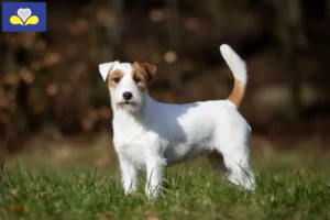 Mehr über den Artikel erfahren Jack Russell Züchter und Welpen in Region Brüssel-Hauptstadt