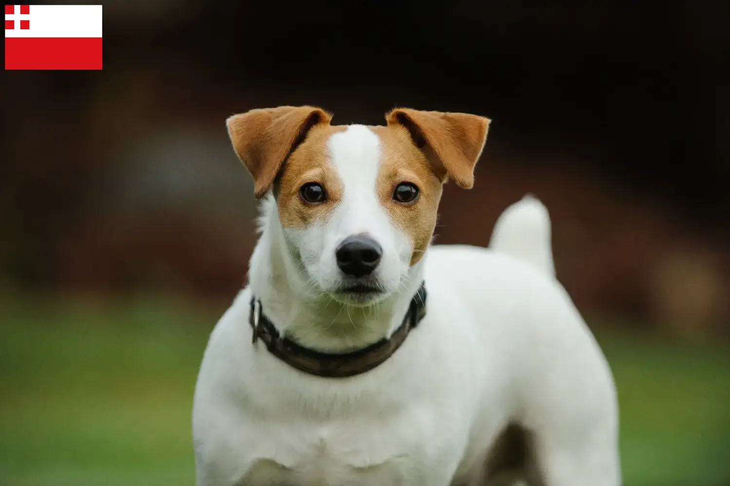 Jack Russell Welpen und Züchter Utrecht Hier findest Du Jack Russell Züchter in Utrecht.