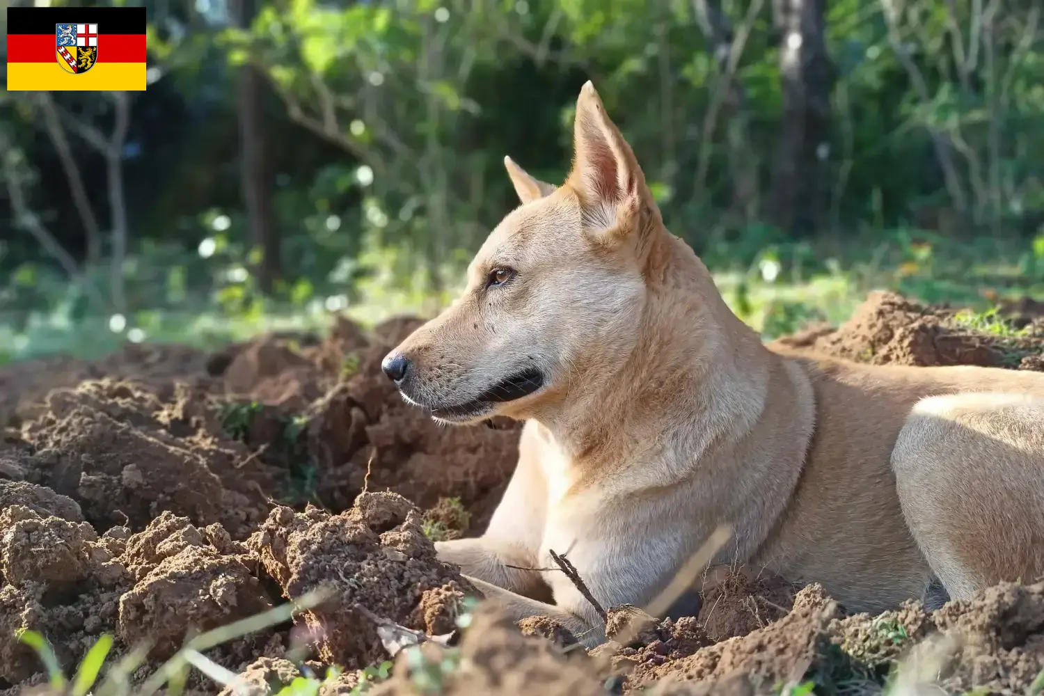 Kanaan-Hund Welpen und Züchter Saarland Hier findest Du Kanaan-Hunde Züchter im Saarland.