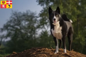 Mehr über den Artikel erfahren Karelischer Bärenhund Züchter und Welpen in Auvergne-Rhône-Alpes