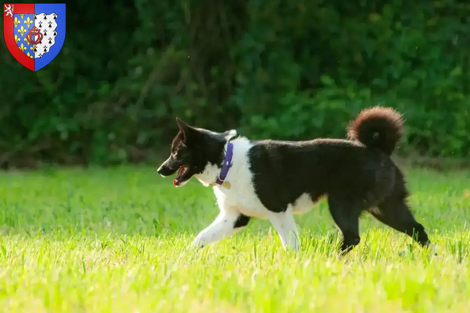 Karelischer Bärenhund Welpen und Züchter Pays de la Loire Hier findest Du Karelische Bärenhunde Züchter in Pays de la Loire.