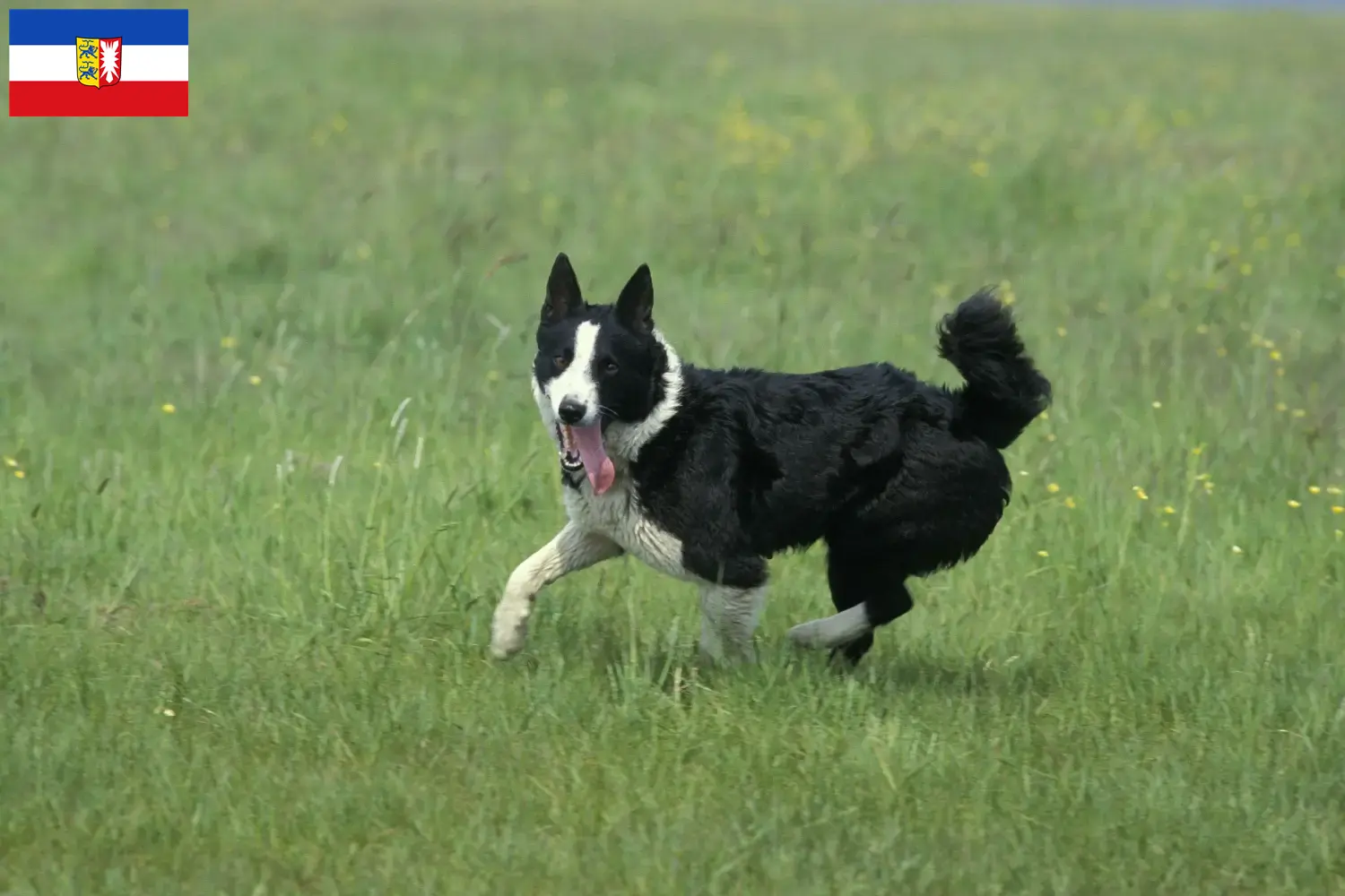 Karelischer Bärenhund Welpen und Züchter Schleswig-Holstein Hier findest Du Karelische Bärenhunde Züchter in Schleswig-Holstein.