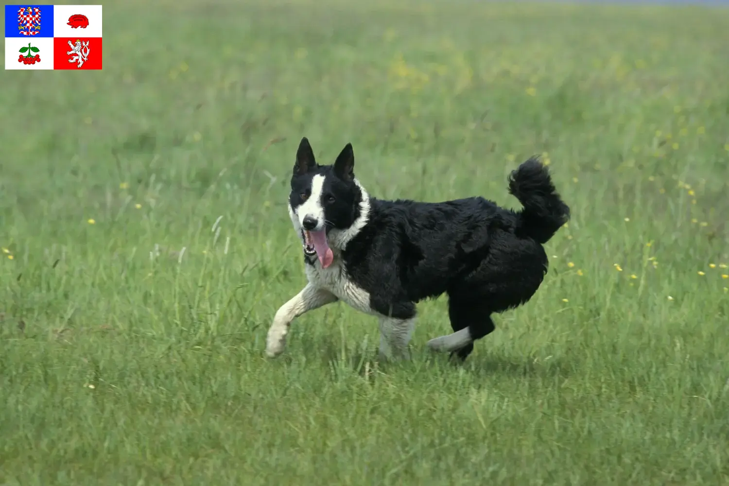 Karelischer Bärenhund Welpen und Züchter Vysočina Hier findest Du Karelische Bärenhunde Züchter in Vysočina.