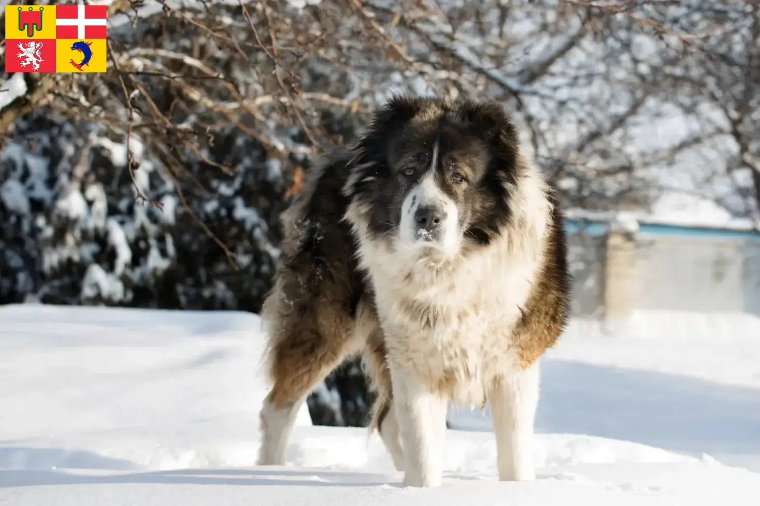Kaukasischer Schäferhund Welpen und Züchter Auvergne-Rhône-Alpes Hier findest Du Kaukasische Schäferhunde Züchter in Auvergne-Rhône-Alpes.