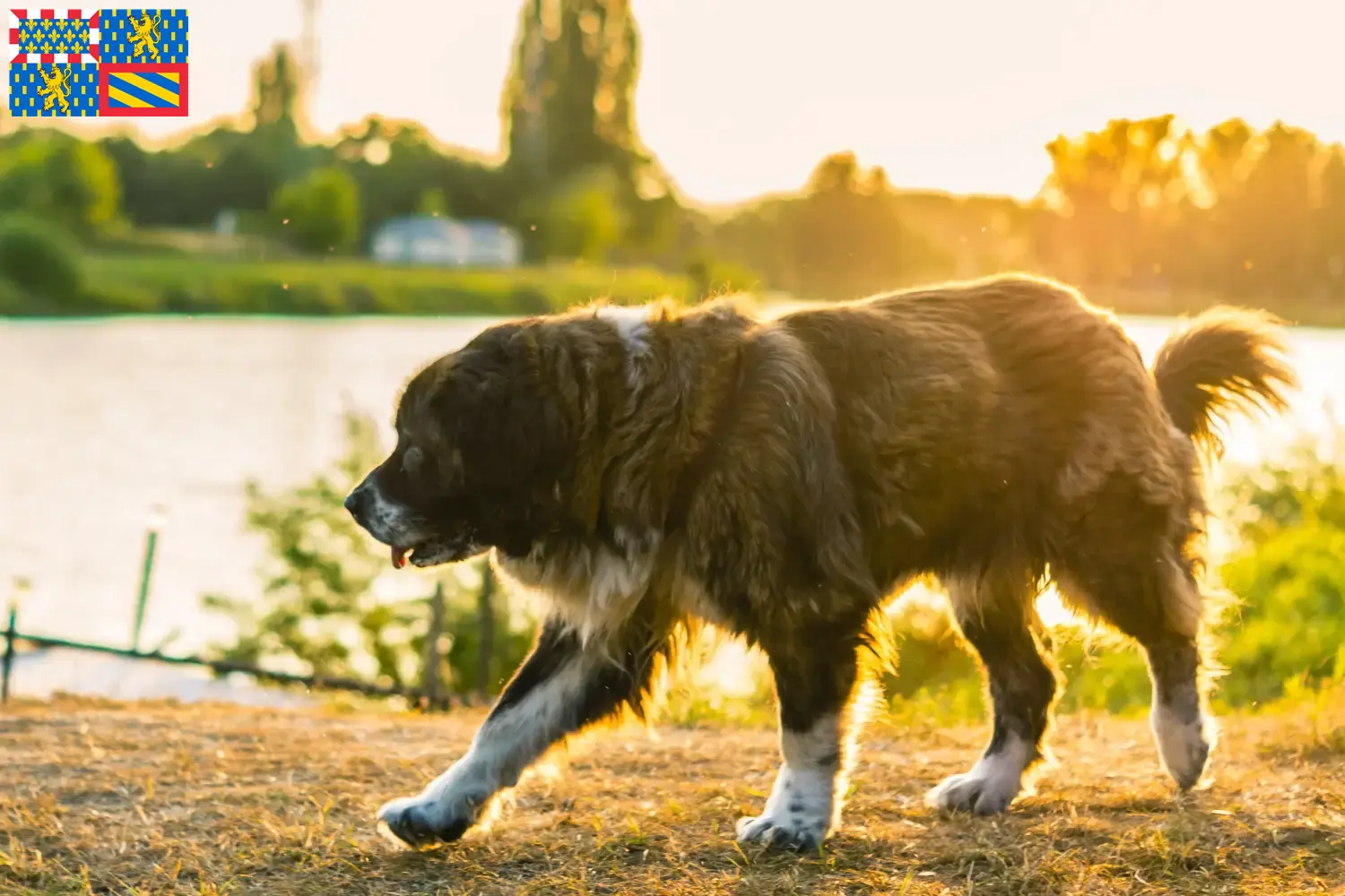 Kaukasischer Schäferhund Welpen und Züchter Bourgogne-Franche-Comté Hier findest Du Kaukasische Schäferhunde Züchter in Bourgogne-Franche-Comté.