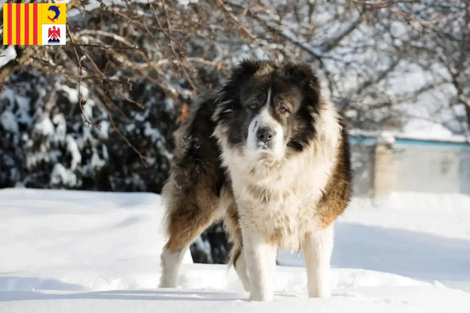 Kaukasischer Schäferhund Welpen und Züchter Provence-Alpes-Côte d’Azur Hier findest Du Kaukasische Schäferhunde Züchter in der Provence-Alpes-Côte d’Azur.