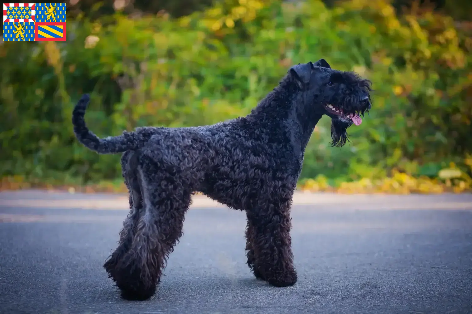 Kerry Blue Terrier Welpen und Züchter Bourgogne-Franche-Comté Hier findest Du Kerry blue Terrier Züchter in Bourgogne-Franche-Comté.