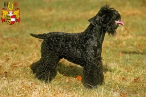 Mehr über den Artikel erfahren Kerry Blue Terrier Züchter und Welpen in Kärnten