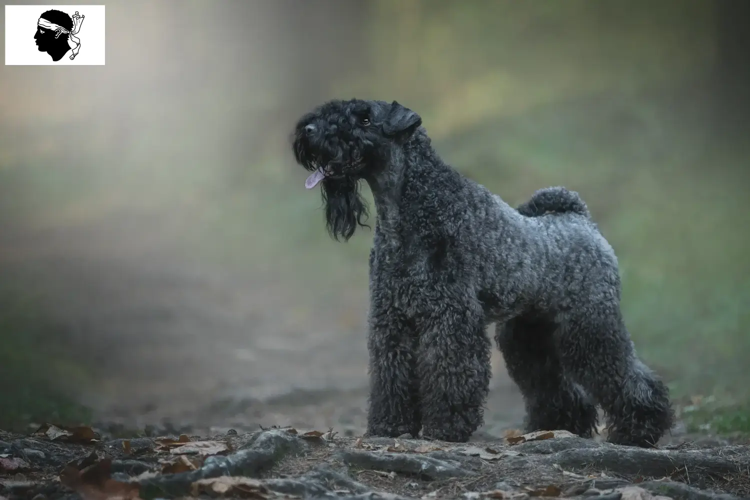 Kerry Blue Terrier Welpen und Züchter Korsika Hier findest Du Kerry blue Terrier Züchter auf Korsika.