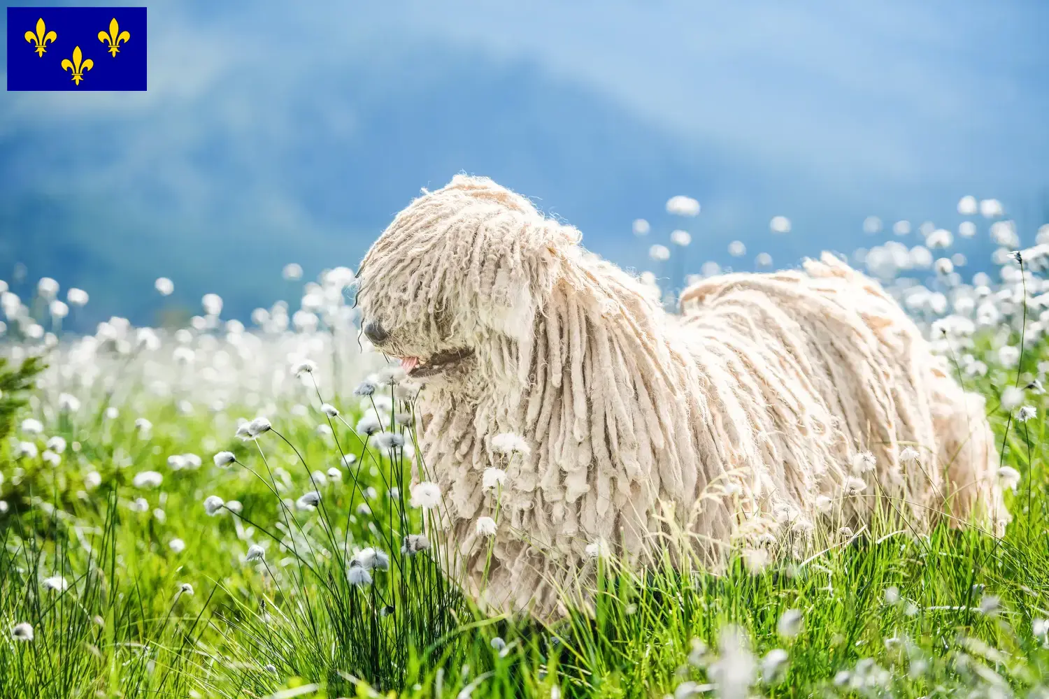 Komondor Welpen und Züchter Île-de-France Hier findest Du Komondore Züchter in Île-de-France.