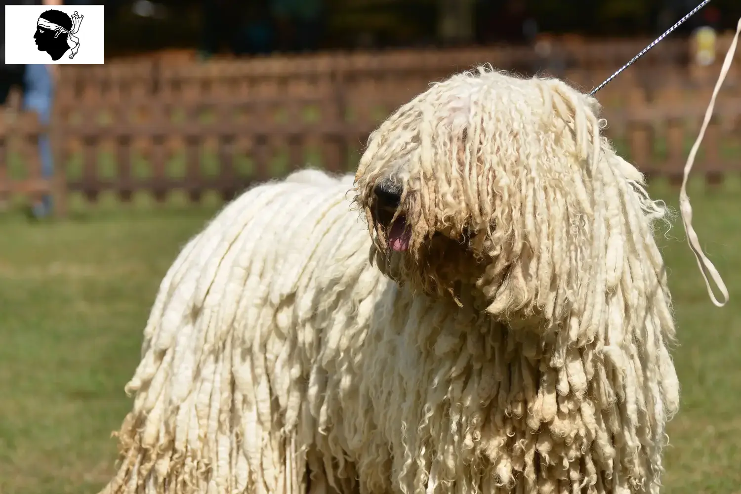 Komondor Welpen und Züchter Korsika Hier findest Du Komondore Züchter auf Korsika.