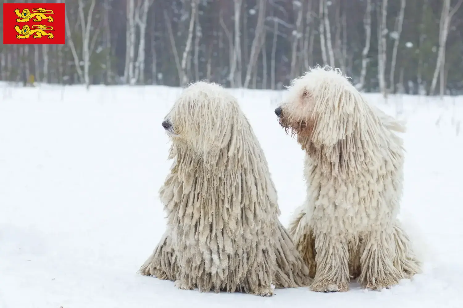Komondor Welpen und Züchter Normandie Hier findest Du Komondore Züchter in der Normandie.