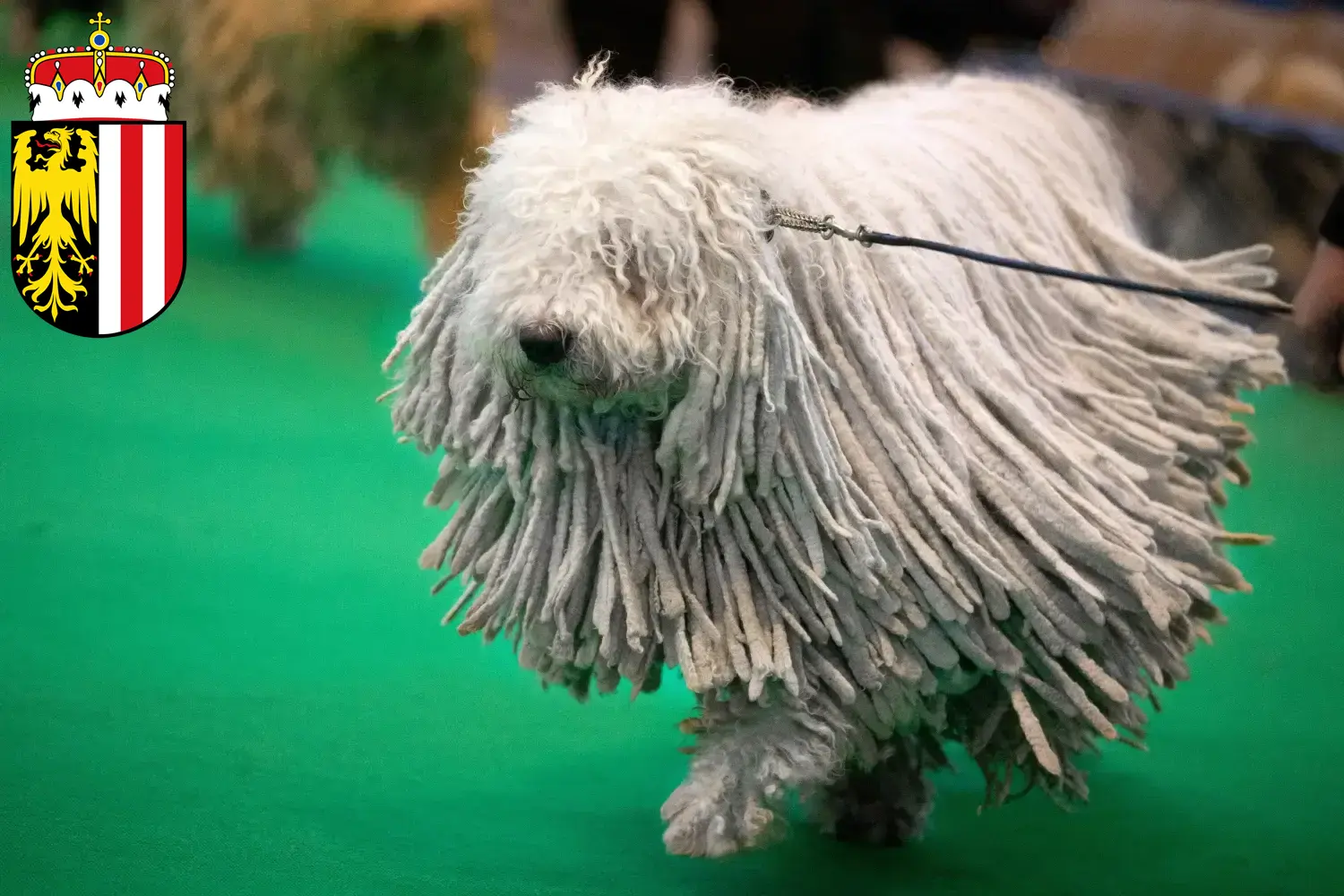 Komondor Welpen und Züchter Oberösterreich Hier findest Du Komondore Züchter in Oberösterreich.